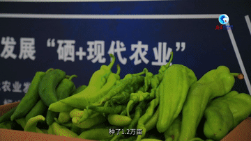 宁都梓山富硒蔬菜(宁都县青塘镇富硒蔬菜基地)-硒宝网