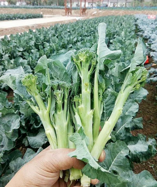 恩施富硒高山蔬菜（恩施高山硒茶是什么茶）-硒宝网