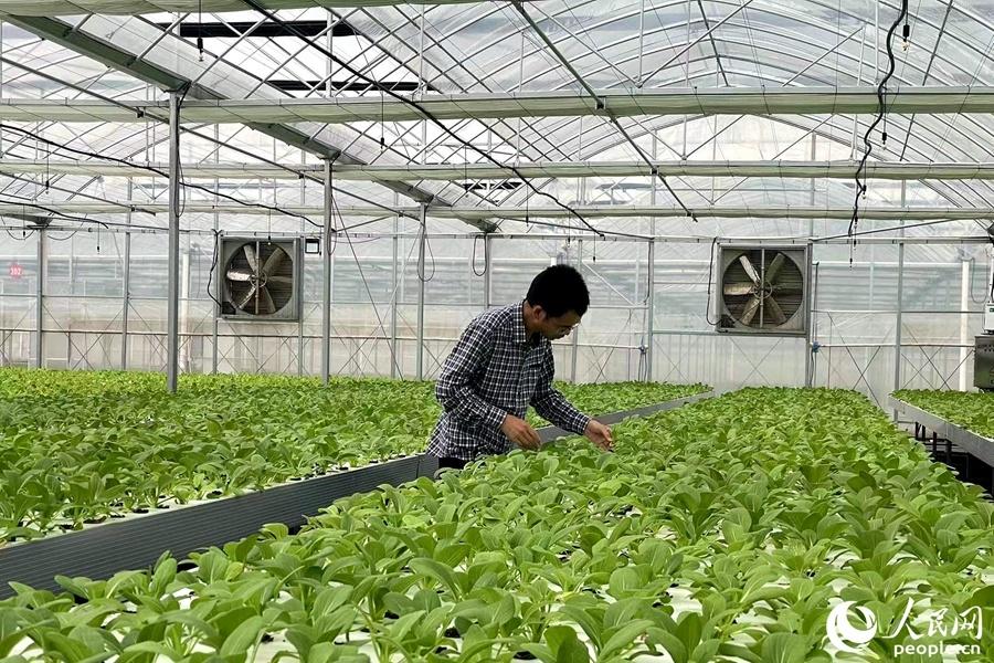 福建本帮富硒蔬菜(万亩富硒蔬菜基地)-硒宝网