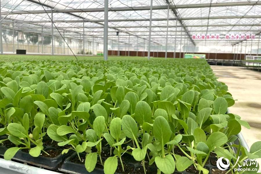 福建本帮富硒蔬菜(万亩富硒蔬菜基地)-硒宝网