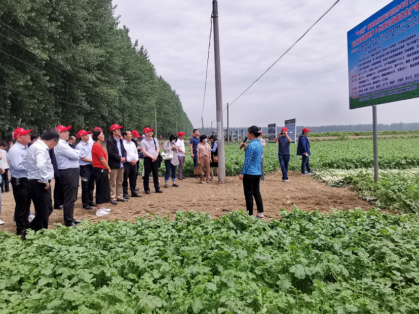 富硒蔬菜种植观摩（富硒农业种植的三大特点）-硒宝网