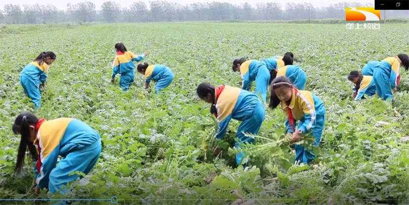 富硒蔬菜种植观摩（富硒农业种植的三大特点）-硒宝网