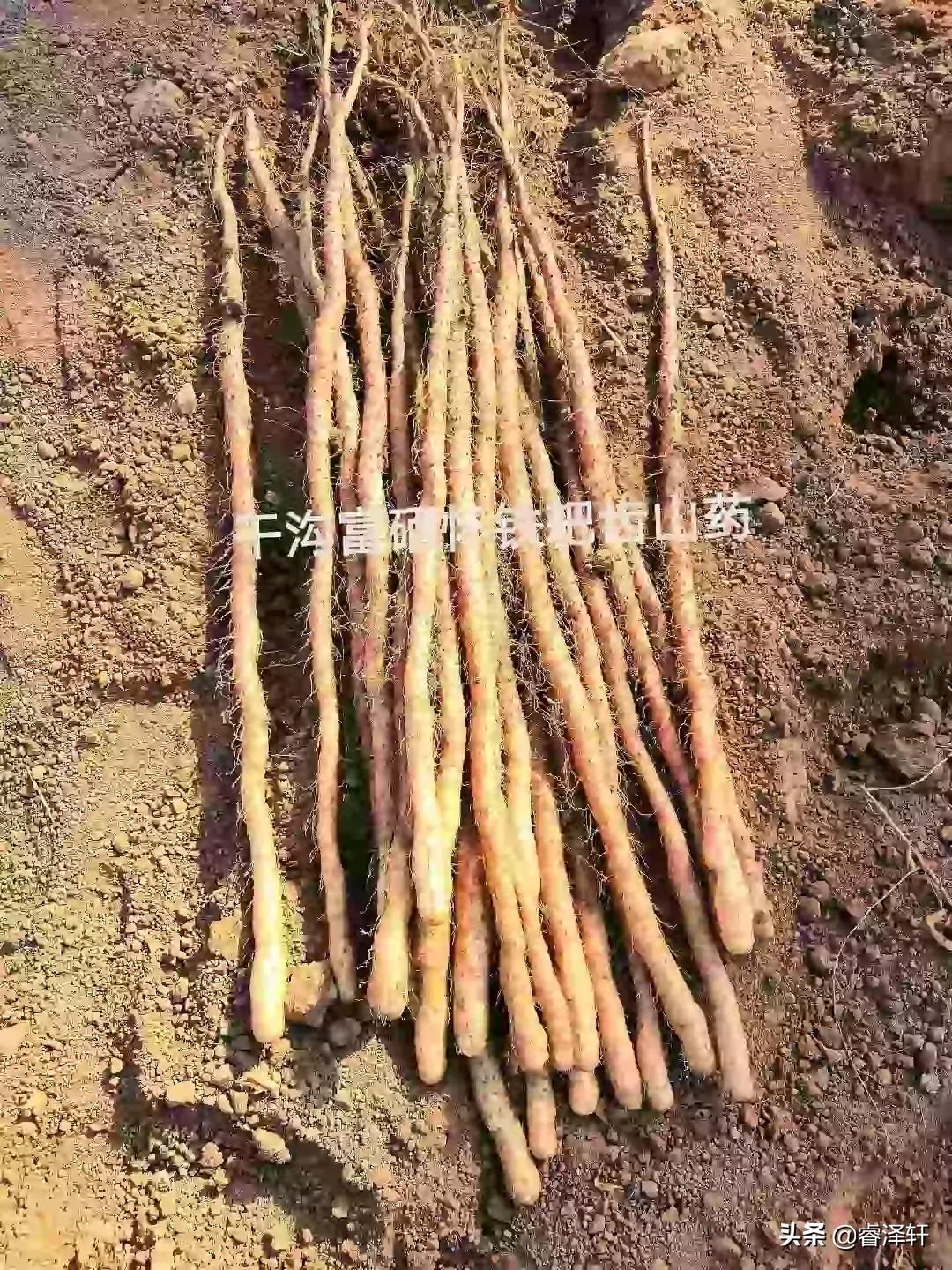 富硒蔬菜种植成本(富硒蔬菜价格比普通蔬菜)-硒宝网