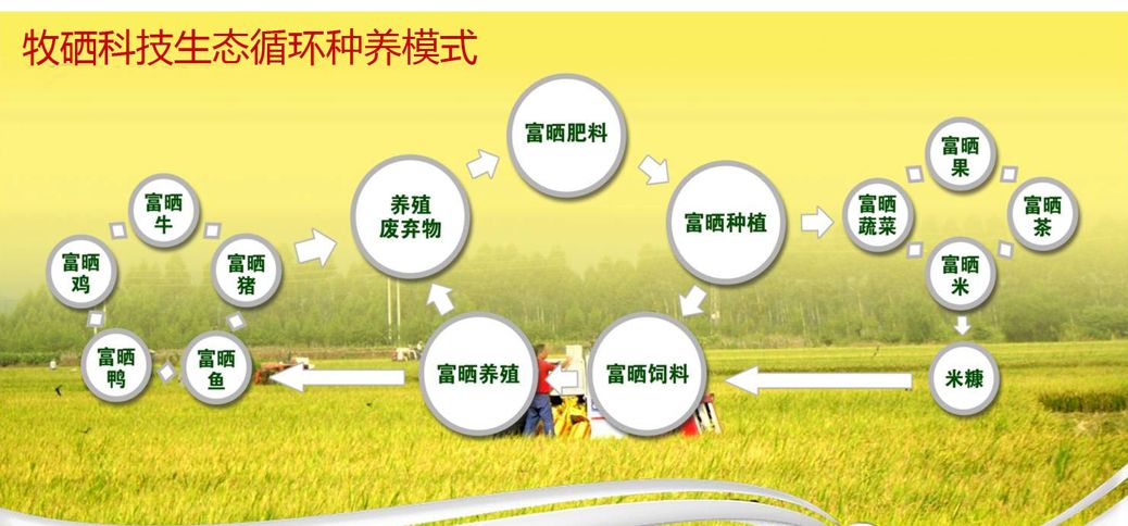 富硒蔬菜什么意思(蔬菜硒)-硒宝网