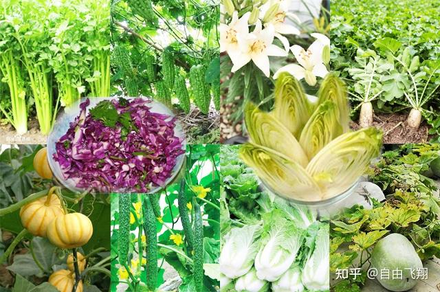 富硒水蔬菜有哪些（蔬菜富硒水有什么功效）-硒宝网