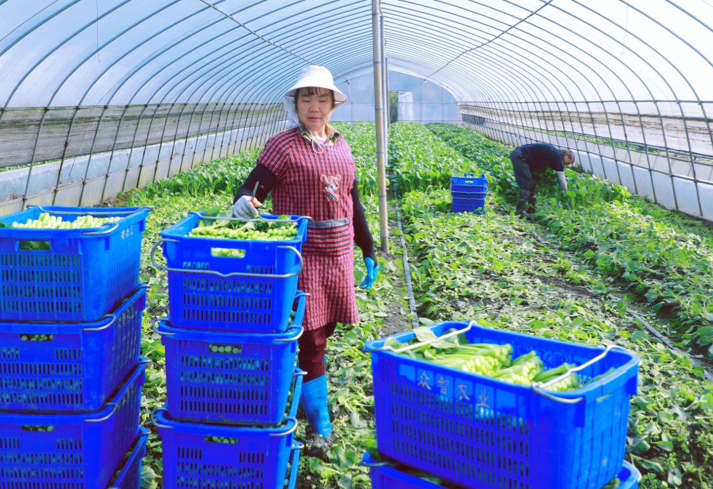 富硒蔬菜基地介绍（富硒蔬菜产业园）-硒宝网