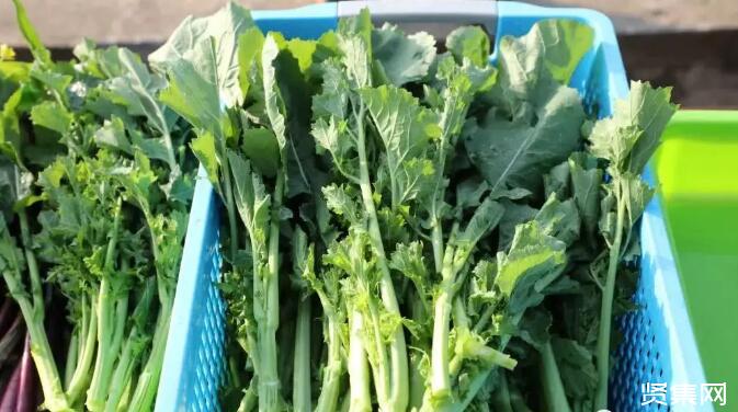 富硒种植蔬菜水果(富硒类蔬菜水果)-硒宝网