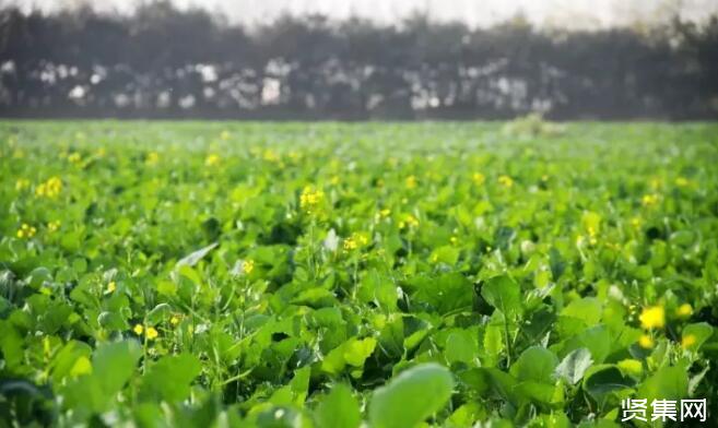 富硒种植蔬菜水果(富硒类蔬菜水果)-硒宝网