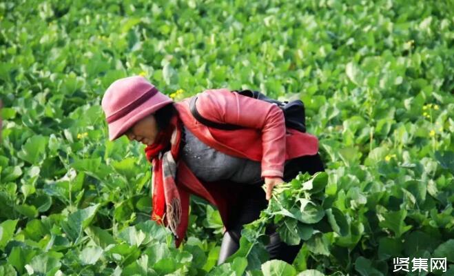 富硒种植蔬菜水果(富硒类蔬菜水果)-硒宝网