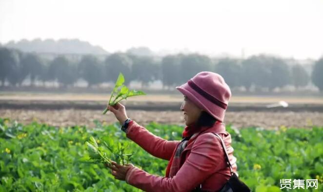 富硒种植蔬菜水果(富硒类蔬菜水果)-硒宝网