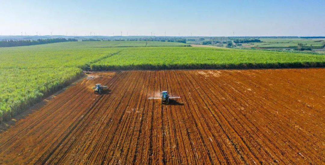 玉山富硒蔬菜种植(富硒玉米价格)-硒宝网