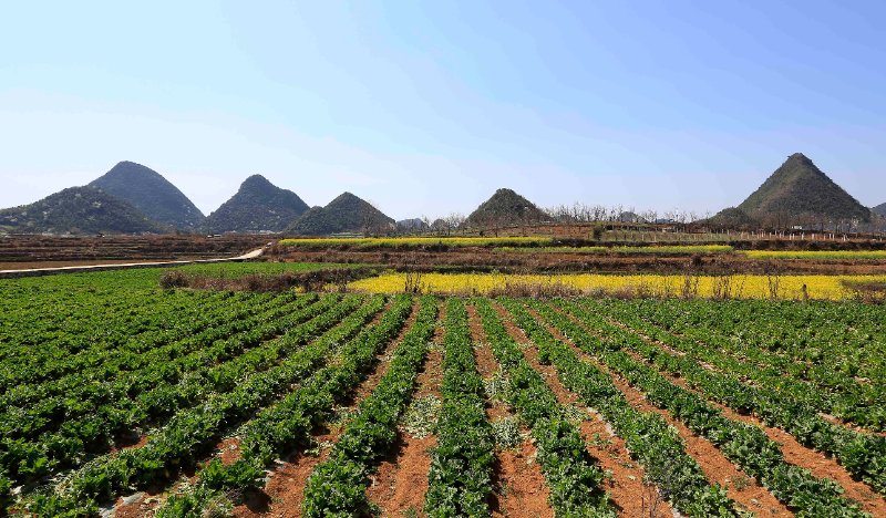 玉山富硒蔬菜种植(富硒玉米价格)-硒宝网
