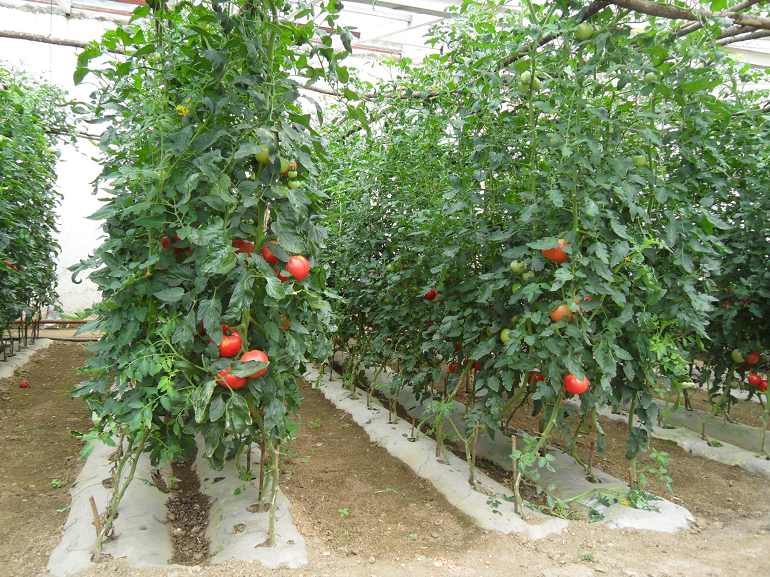 龙布富硒蔬菜大棚(龙布富硒蔬菜大棚)-硒宝网