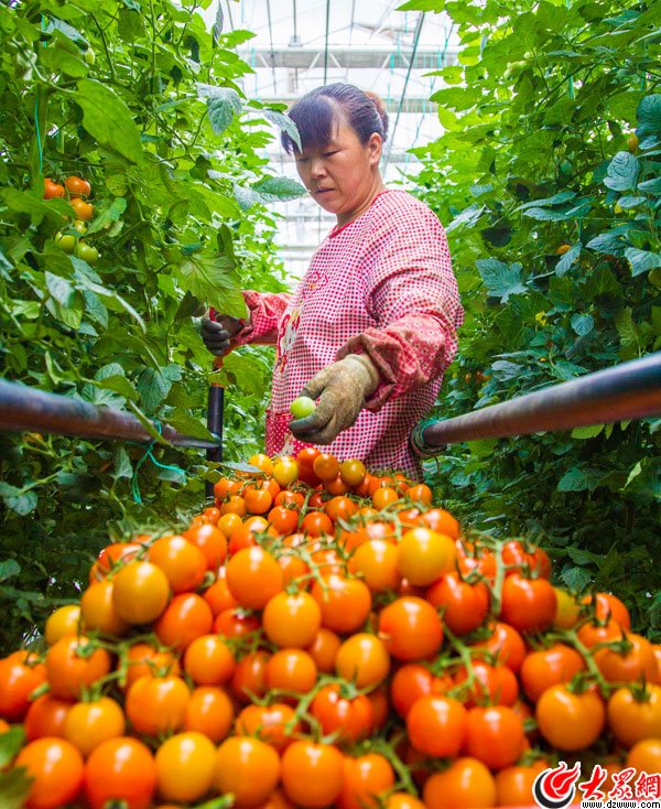 龙布富硒蔬菜大棚(龙布富硒蔬菜大棚)-硒宝网