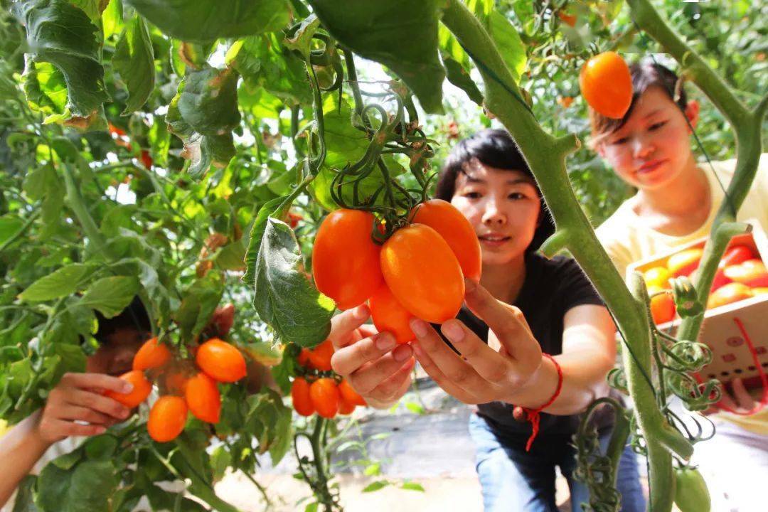 龙布富硒蔬菜大棚(龙布富硒蔬菜大棚)-硒宝网