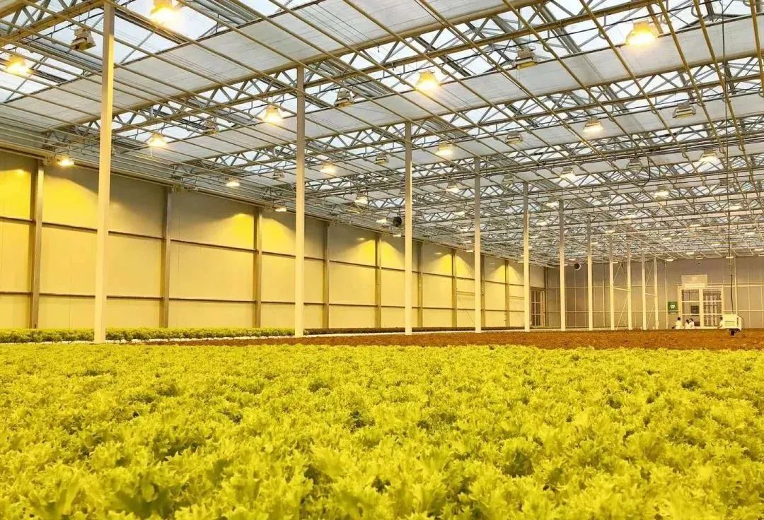 富硒蔬菜种植土壤（蔬菜种植土壤富硒含量标准）-硒宝网