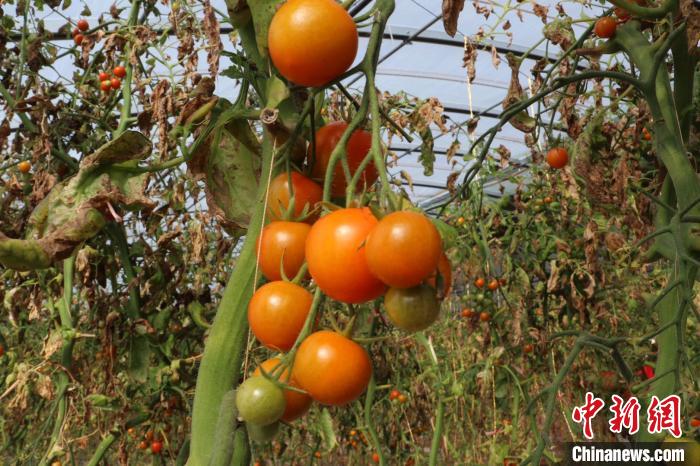 富硒蔬菜种植土壤（蔬菜种植土壤富硒含量标准）-硒宝网