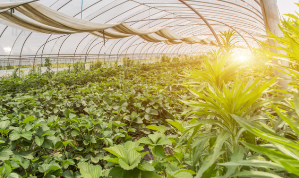 富硒蔬菜种植土壤（蔬菜种植土壤富硒含量标准）-硒宝网