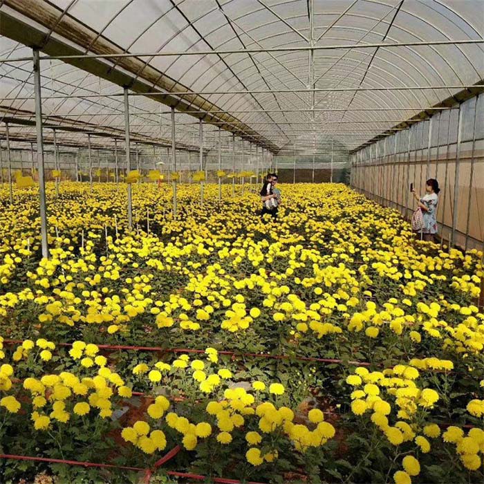 富硒蔬菜种植土壤（蔬菜种植土壤富硒含量标准）-硒宝网