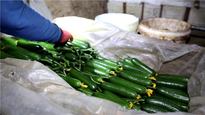 寿光田柳富硒蔬菜（山东寿光蔬菜基地创始人）-硒宝网