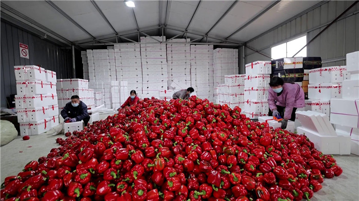 寿光田柳富硒蔬菜（山东寿光蔬菜基地创始人）-硒宝网