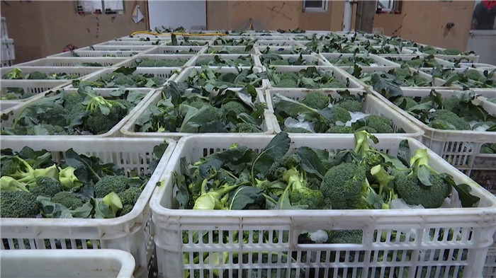 寿光田柳富硒蔬菜（山东寿光蔬菜基地创始人）-硒宝网