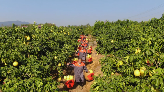 江西富硒蔬菜种植（江西富硒蔬菜产业集群）-硒宝网