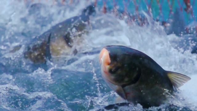 江西富硒蔬菜种植（江西富硒蔬菜产业集群）-硒宝网