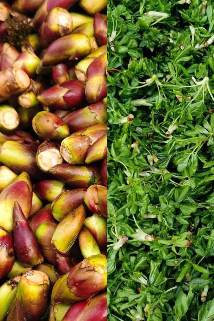 鲁东食客富硒蔬菜(富硒蔬菜含量标准)-硒宝网