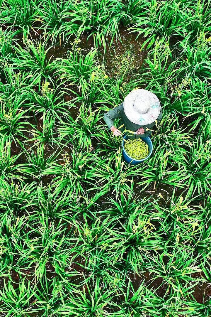 鲁东食客富硒蔬菜(富硒蔬菜含量标准)-硒宝网