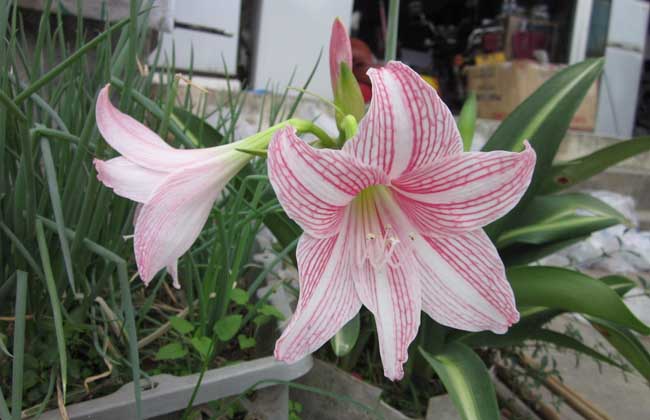 力强富硒有机蔬菜（蔬菜富硒标准是多少）-硒宝网