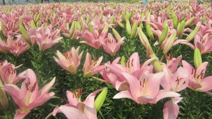 力强富硒有机蔬菜（蔬菜富硒标准是多少）-硒宝网