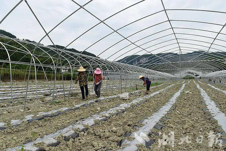 恩施富硒蔬菜种植(湖北恩施富硒农产品)-硒宝网