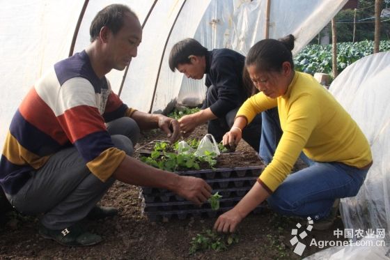 西兰花是富硒蔬菜（西兰花富含硒元素）-硒宝网