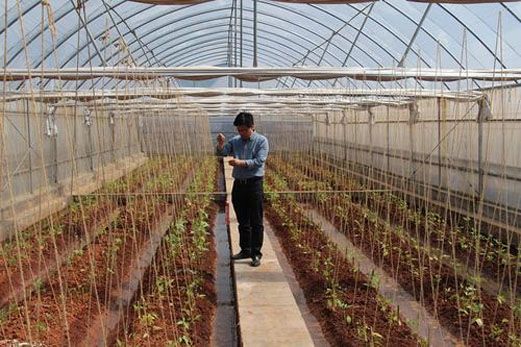 西兰花是富硒蔬菜（西兰花富含硒元素）-硒宝网