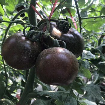 富硒蔬菜认证标志(蔬菜硒含量标准)-硒宝网