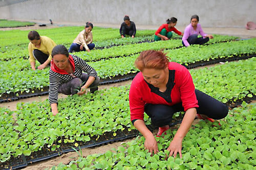 赣州富硒蔬菜基地（江西赣州蔬菜基地）-硒宝网