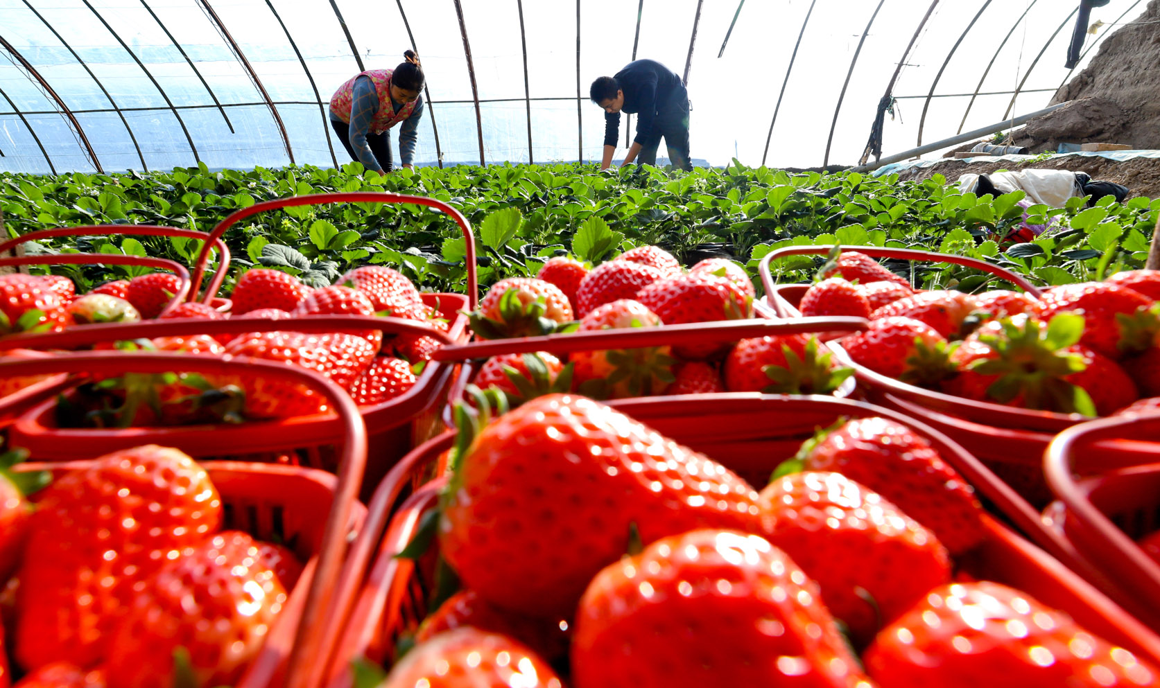 赣州富硒蔬菜基地（江西赣州蔬菜基地）-硒宝网