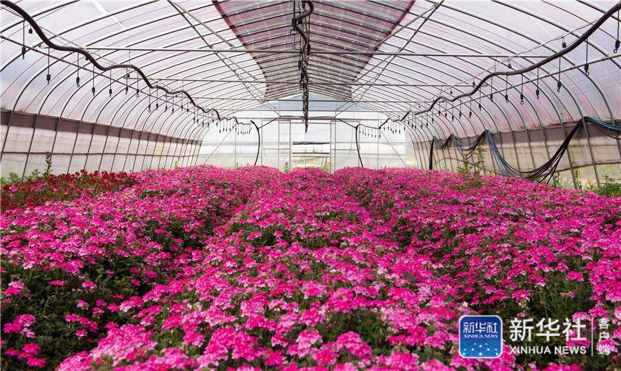 富硒蔬菜水果好处(水果蔬菜含硒一览表)-硒宝网