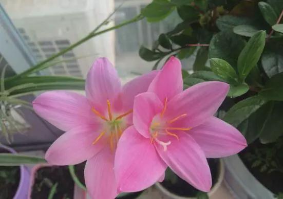 富硒蔬菜农药喷施(富硒农药怎么使用)-硒宝网