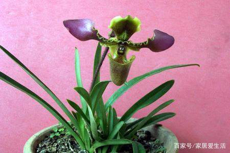 富硒蔬菜农药喷施(富硒农药怎么使用)-硒宝网