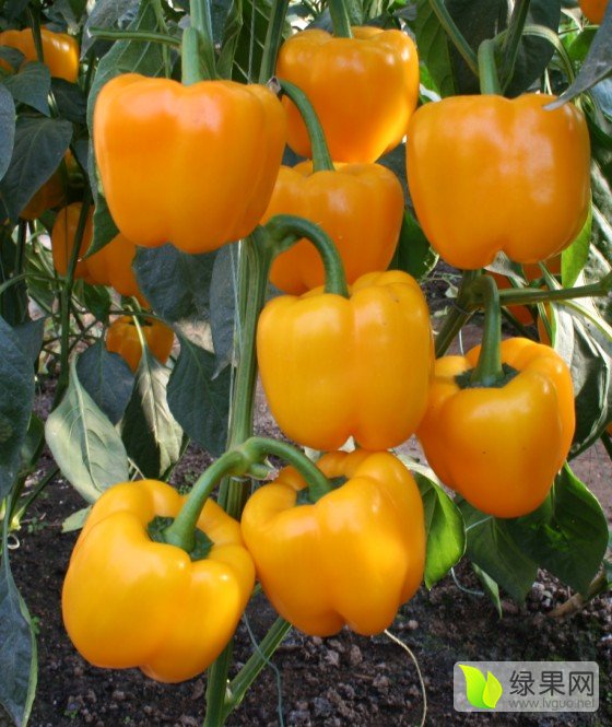 富硒蔬菜种植基地(富硒蔬菜种植技术)-硒宝网