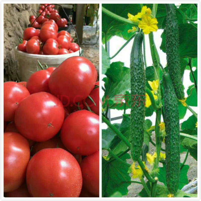 富硒蔬菜种植基地(富硒蔬菜产业园)-硒宝网