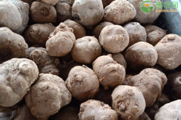 富硒蔬菜栽培方案（怎样种出富硒农产品）-硒宝网