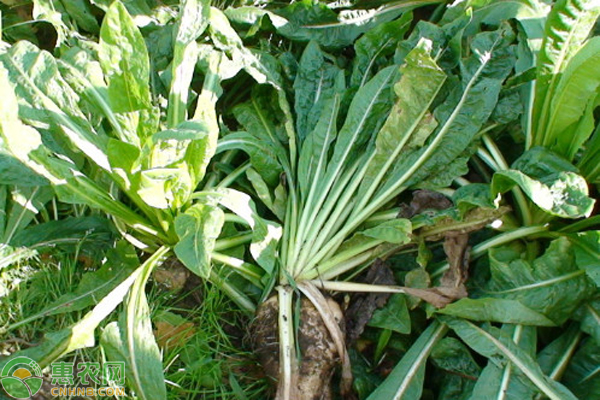 富硒蔬菜栽培方案（怎样种出富硒农产品）-硒宝网