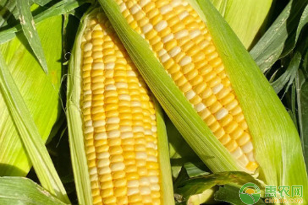 富硒蔬菜栽培方案（怎样种出富硒农产品）-硒宝网