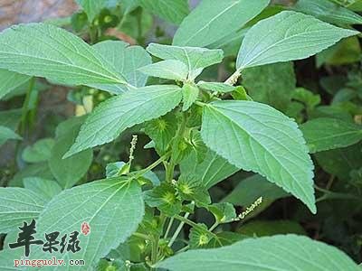 富硒含量高的蔬菜(蔬菜含硒量排行榜表)-硒宝网