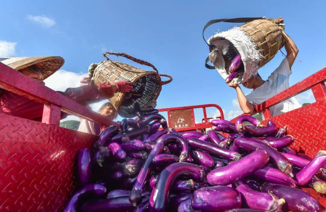 谭头富硒蔬菜基地（富硒蔬菜产业园）-硒宝网