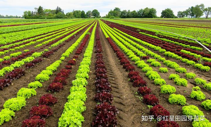 富硒蔬菜种子批发(批发蔬菜种子富硒多少钱)-硒宝网