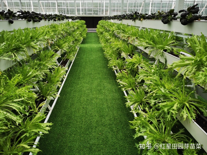 富硒蔬菜种子批发(批发蔬菜种子富硒多少钱)-硒宝网